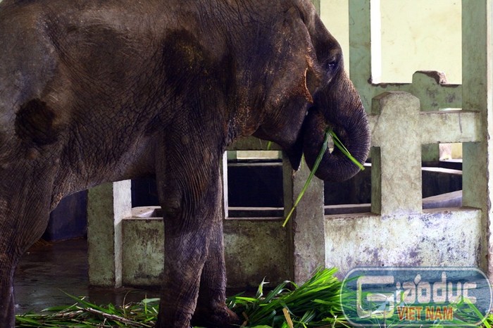 Những ngày trước đó voi Krông vẫn ăn uống bình thường, nhưng sụt cân liên tục